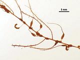 Talli epiendofiti su Sporochnus pedunculatus (Hudson) C Agardh
